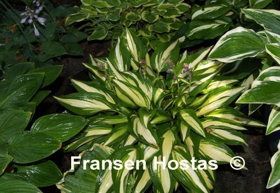 Hosta Calypso